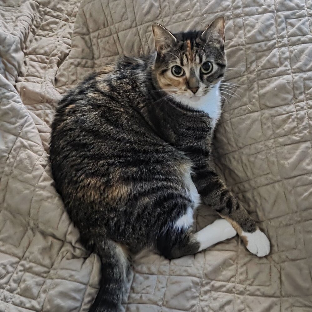 Meet your Posher, Nellie